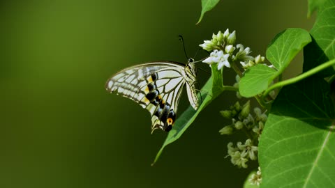 butterfly love