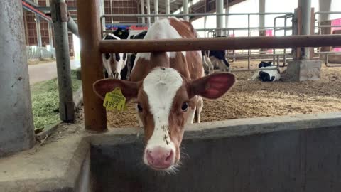 A cute baby cow