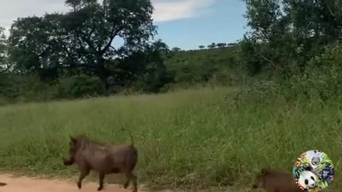 Wield animals hunting.