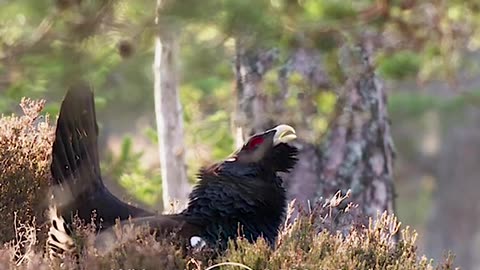 #wildlifephotography #naturephotography #birds #photography