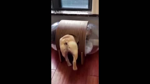 New Funny Animals 😂 Funniest Cats and Dogs Videos 😺🐶