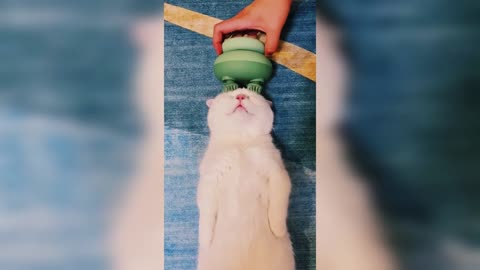 The cat gets a massage 😀 Funny video