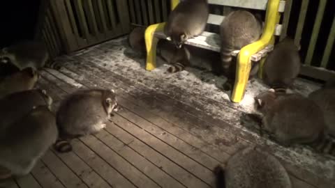 Mobbed by Raccoons on Tuesday Night 03 Nov 2020