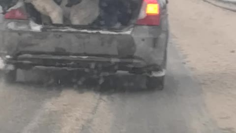 Big Dog Shouldn't Be Riding in Back