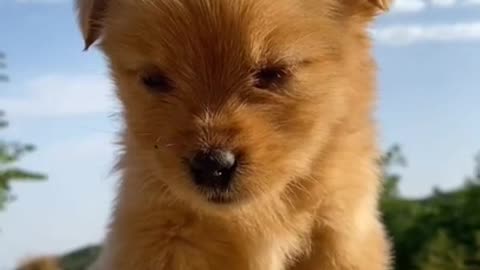 Cutest Dog | Cutest Baby | Animal video compilation | Cute Puppy Moment