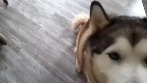 Husky Does Tricks