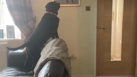 Perrito se conmueve al ver un retrato pintado de su hermanito recién fallecido