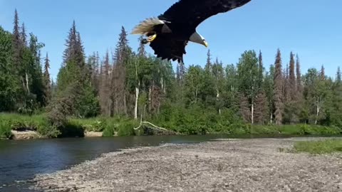 eagle hunting