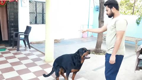 Dog training video||best guard dog breed||well trained rottweiler.