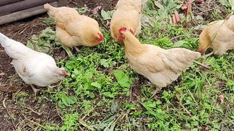 OMC! Even more pecking and scratching with one Orpington perched & relaxing! #chickens #shorts