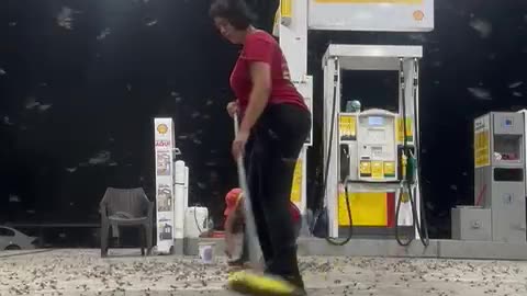 Insects Swarm Gas Station