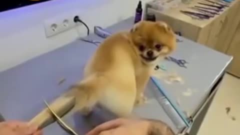 🤣New style dog tail hair cutting🤣