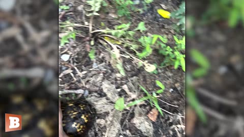 "You're Gonna Get Hit!" Breitbart Videographer Rescues Turtle Standing in the Middle of Road