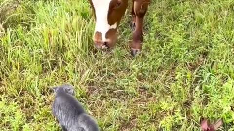 Who will win the Fight - Cat vs Cow