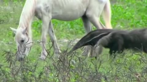 Horse hits eating giant ants