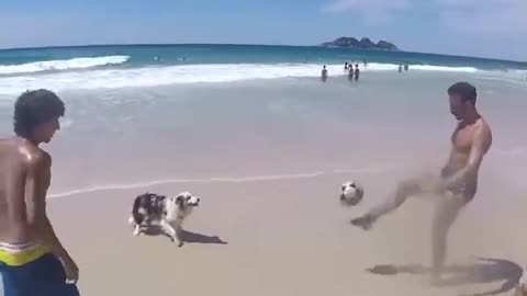 A dog playing a ball on the beach is a masterpiece _ Dog Balab ball Shati