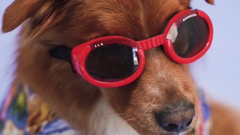 dog wearing sunglass and shirt