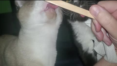 Kitties Sharing Ice Cream - VERY FUNNY and CUTE