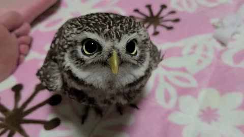 ADORABLE BABY OWL