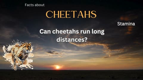 Cheetah Fact 7 - Can cheetahs run long distances?