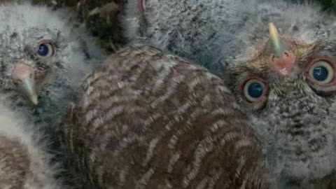 Owl Box Filled With Baby Owls