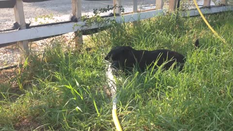 Puppy Playing With Water Hose