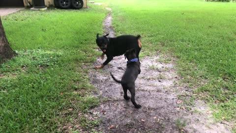 Rottie play time 2