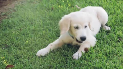 cute puppies playing