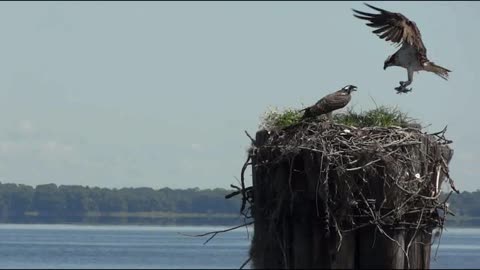 Eagle returning to nest with food