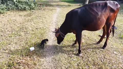 The talk is a funny story of a puppy and a cow