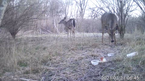 Baby Deer Gets Spooked!