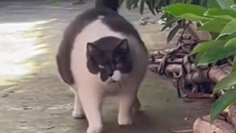 Complication cat dancing