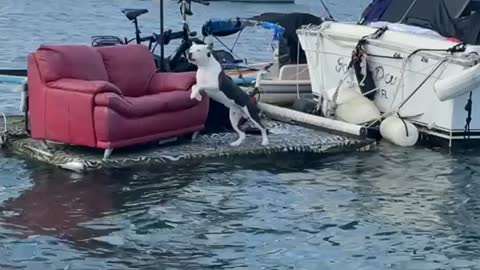 Guard Dog Protects Boat Passing By