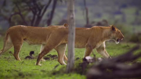 Pair Of Lionesses Walking Together In A Forest.