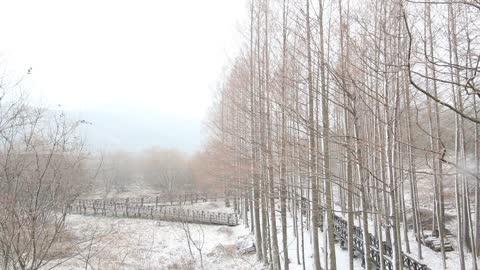 One day when it snows in Korea