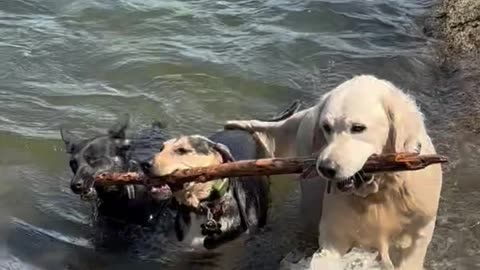 Three Dogs Work Together To Retrieve Stick