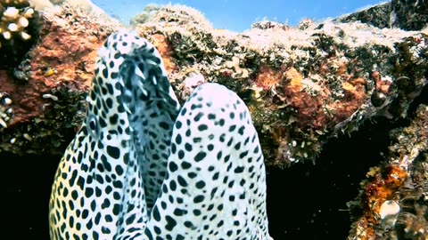 Diver Petting a Moray Eel