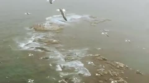 #shorts birds flying in ocean