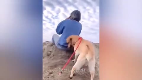 Funniest Cats And Dogs Videos 😁 - Best Funny Animal Videos 2024