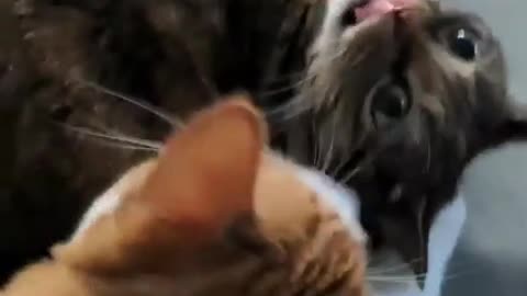 Funny Cats - Showing some love 🙀😹