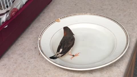 Funny swimming time .. Zebra Finch