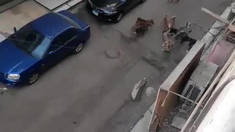 14 homeless dogs attacking another homeless dog