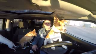 Dog Drives