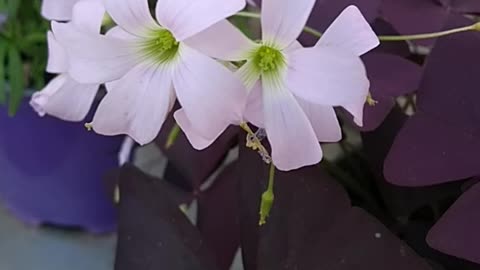 beautiful balcony flowers