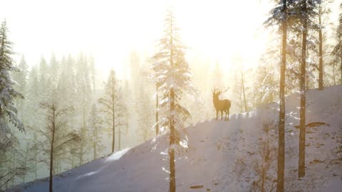 Proud Noble Deer Male in Winter Snow Forest