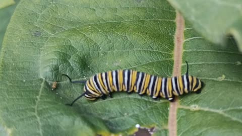 Monarch Butterfly Caterpillar