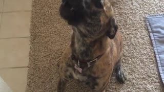 Dog howls and barks when asked