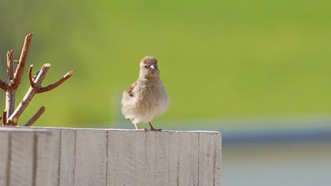 Sparrow Bird Dance