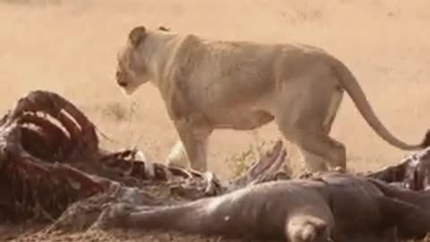 Fierce Lioness Chases Vultures Away