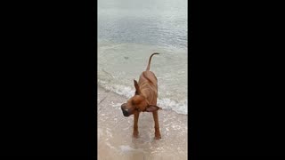 Rhodesian Ridgeback Shaking Tight Skin Loose